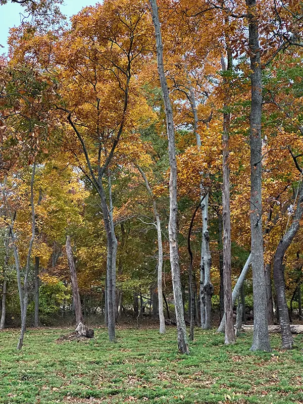 APC Autumn Report