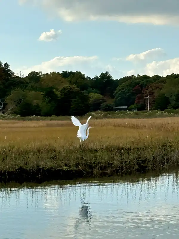 Great Egret in Accabonac Harbor